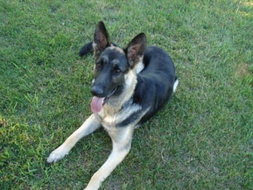 Max/Adopt Pending