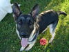Max/Adopt Pending