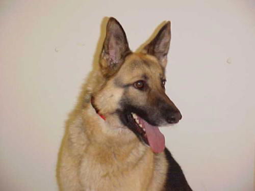 Jessie/Adopt Pendi