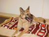 Jessie/Adopt Pendi