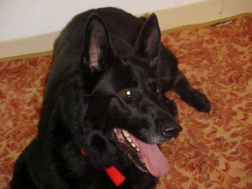 Andy/Adopt Pending