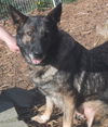 Venus/adopt pendin