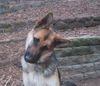 Maya (adopt pendin
