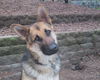 Maya (adopt pendin