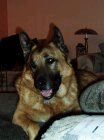 Ashton/Adopted!!