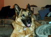 Ashton/Adopted!!