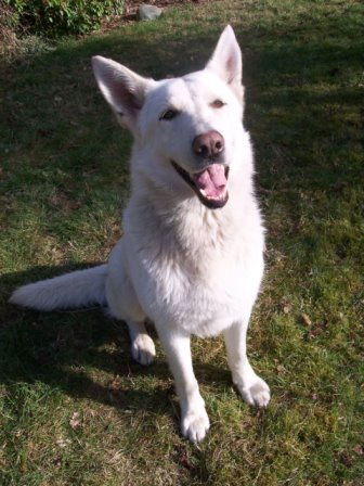 Apollo/Adopt Pendi