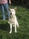 Apollo/Adopt Pendi