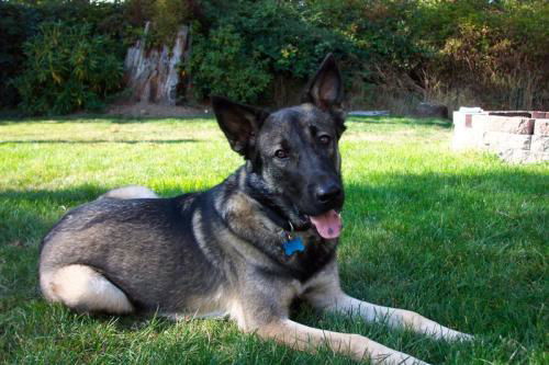 Jake/Adopt Pending
