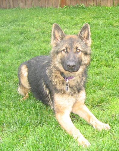 Meena/AdoptPend