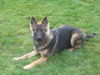 Meena/AdoptPend