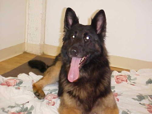 Kodiak/Adopt Pendi