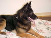 Kodiak/Adopt Pendi