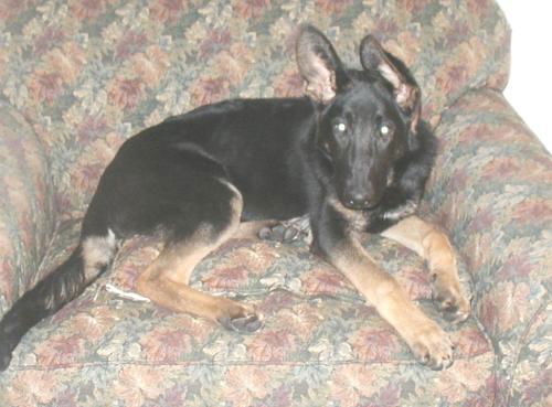 Czar/Adopt Pending