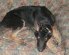 Czar/Adopt Pending