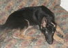 Czar/Adopt Pending