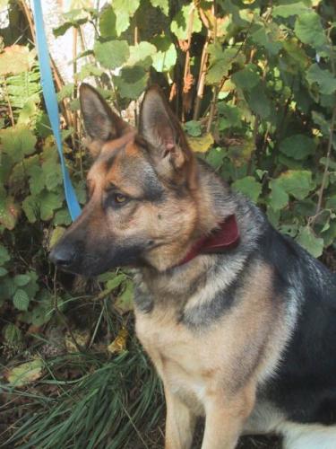 Zena/Adopt Pend