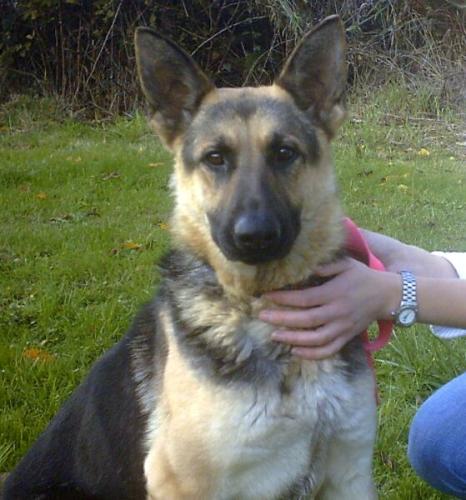 AutumnADOPT PENDIN