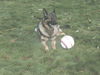 Kobe/AdoptPend