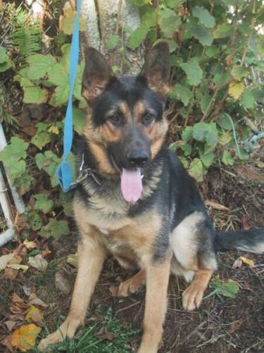 Brutus (Adoption P