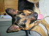 Brutus (Adoption P