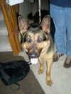 Brutus (Adoption P