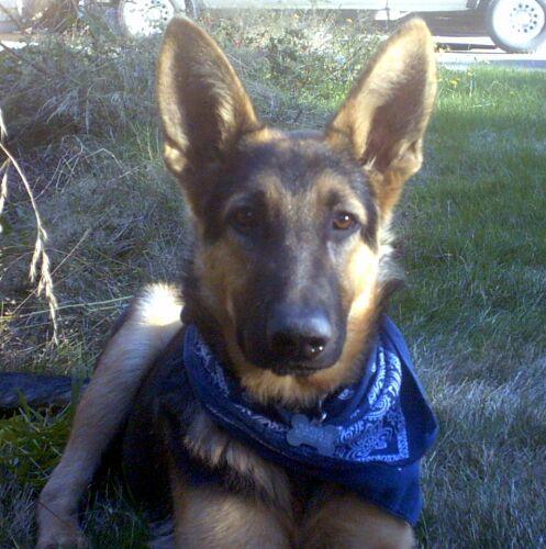 Frodo(AdoptPend)