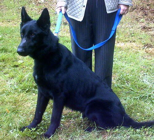Justice(AdoptPend)