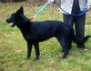 Justice(AdoptPend)
