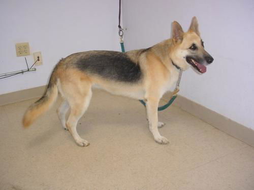 Lita/AdoptPend