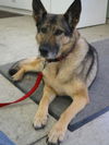 Sable(AdoptPend)