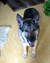 Sable(AdoptPend)