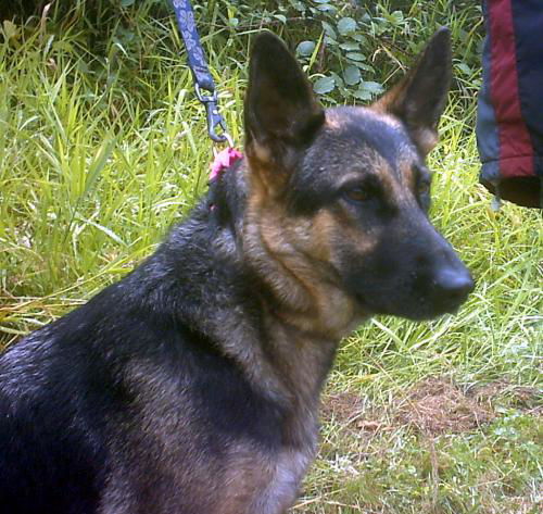 Kara(AdoptPend)