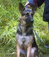Kara(AdoptPend)
