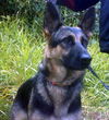 Kara(AdoptPend)