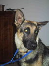 Bridget(adoptpend)