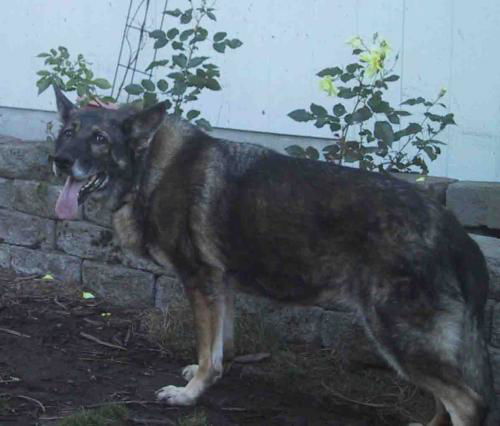 Mara(AdoptPend)