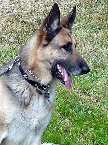 Hansel/AdoptPendin