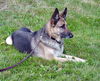 Hansel/AdoptPendin