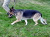 Hansel/AdoptPendin