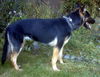 Kaya AdoptPend
