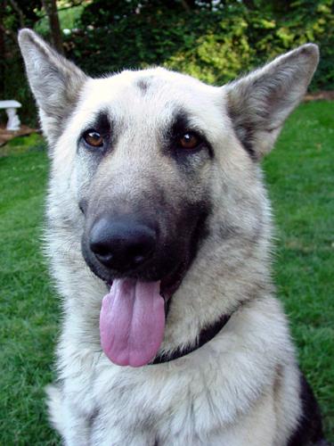 Hanno(AdopTPend)