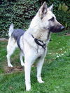 Hanno(AdopTPend)