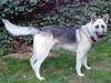 Hanno(AdopTPend)
