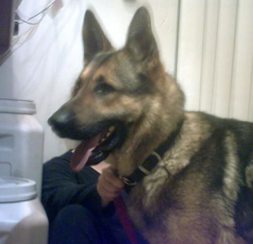 Cole(adopt pend)