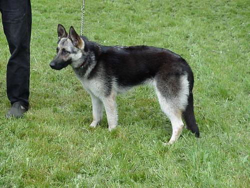 Ariel (AdoptPend)