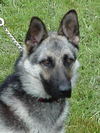 Ariel (AdoptPend)