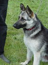 Ariel (AdoptPend)
