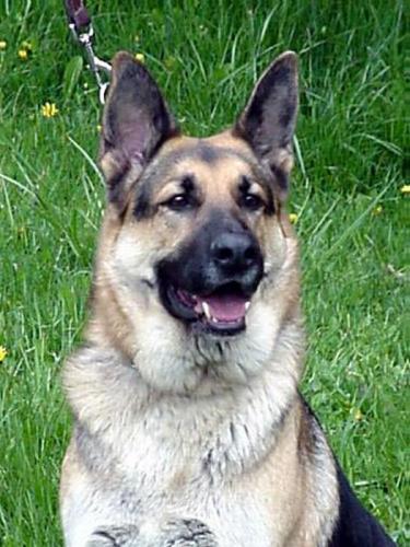 Rocca(adopt pend)