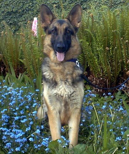 Zanna(adopt pend)